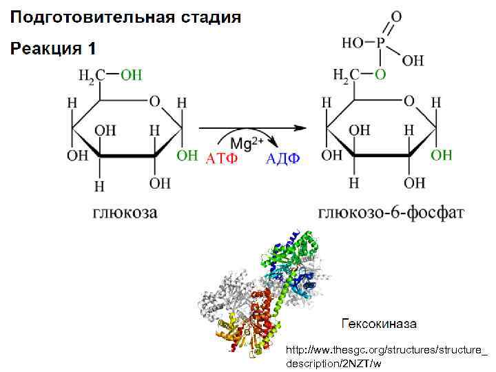 http: //ww. thesgc. org/structures/structure_ description/2 NZT/w 