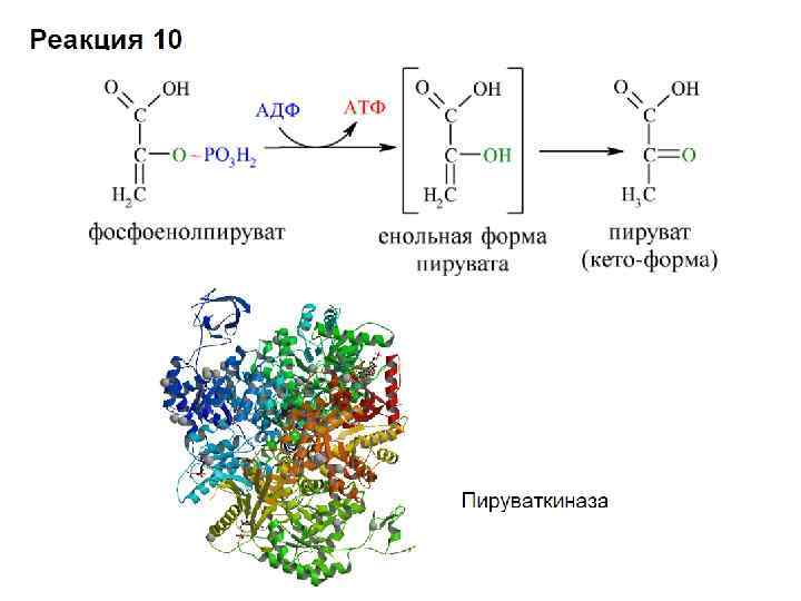 Гликолиз схема процесса ферменты и их локализация