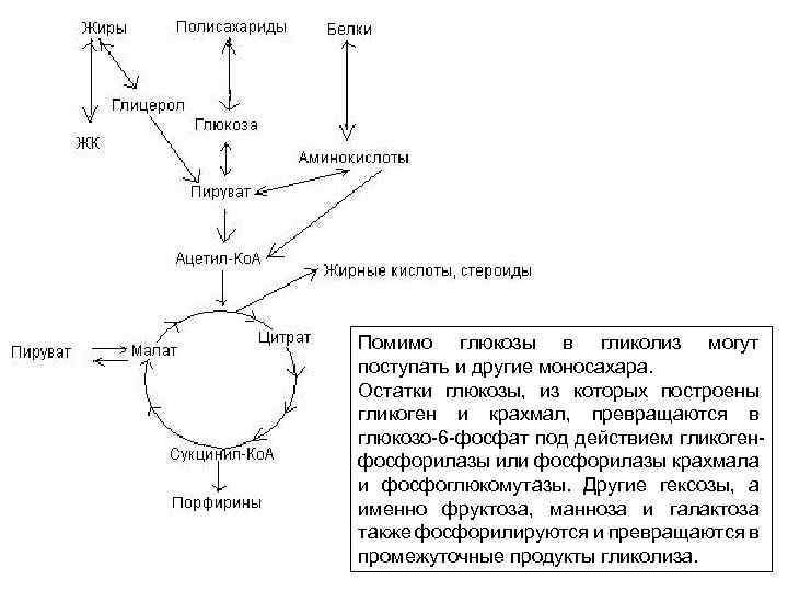 Глюкоза пируват лактат. Превращение Глюкозы из пирувата.