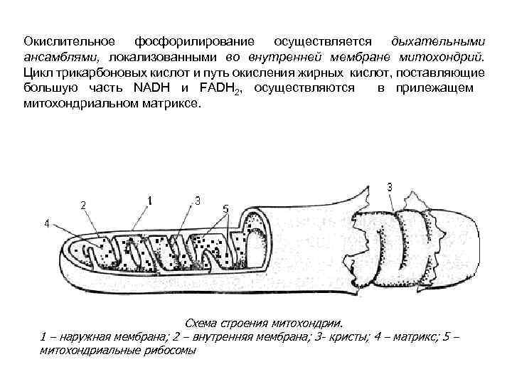 Окислительное фосфорилирование осуществляется дыхательными ансамблями, локализованными во внутренней мембране митохондрий. Цикл трикарбоновых кислот и