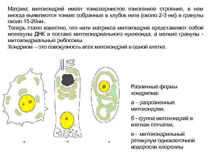 Матрикс митохондрий имеет тонкозернистое гомогенное строение, в нем иногда выявляются тонкие собранные в клубок
