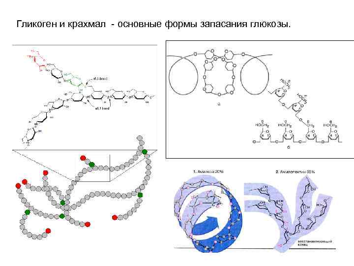 Гликоген и крахмал - основные формы запасания глюкозы. 