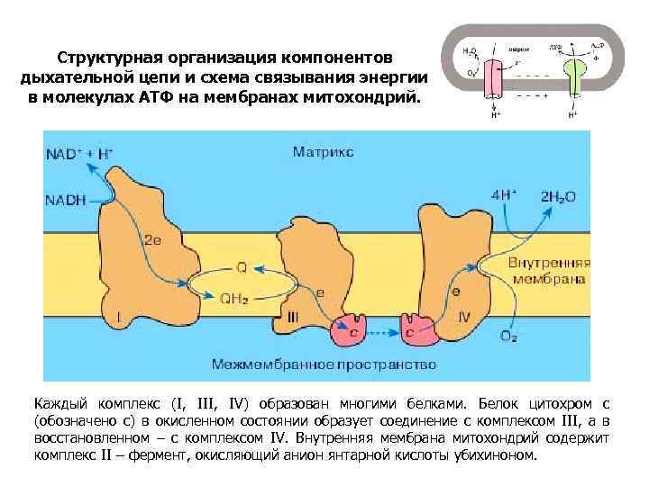 Транспорт кровью кислорода и двуокиси углерода схема