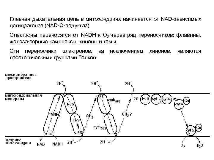 Основные цепи. Комплекс дыхательной цепи таблица. Ферменты дыхательной цепи митохондрий. Характеристика ферментов дыхательной цепи митохондрий. Основные компоненты митохондрии дыхательной цепи.