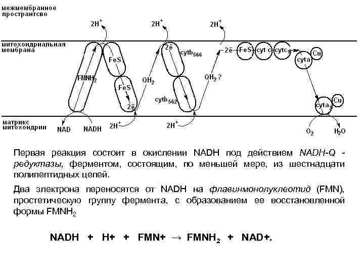 Первая реакция состоит в окислении NADH под действием NADH-Q редуктазы, ферментом, состоящим, по меньшей