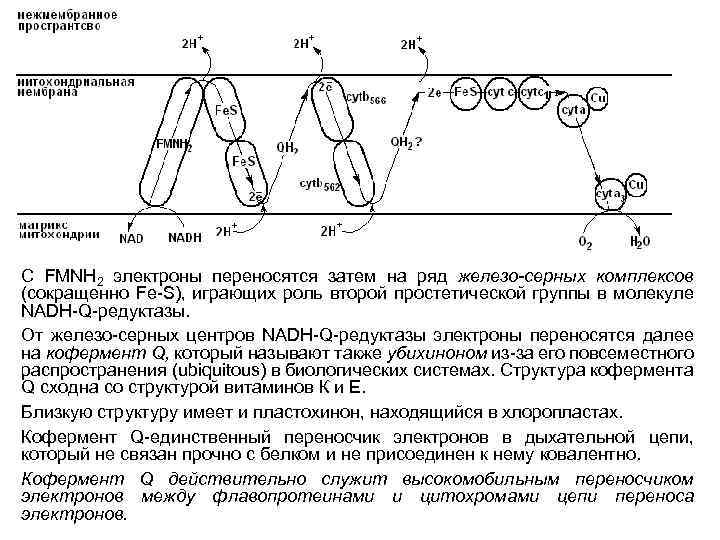 С FMNH 2 электроны переносятся затем на ряд железо-серных комплексов (сокращенно Fe-S), играющих роль