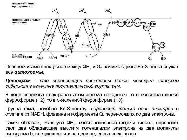 Кодирует ферменты содержит белки переносчики электронов. Содержит белки переносчики электронов. Схема переноса электронов на электроде. Цитохромы белки переносчики электронов. Цитохромы схема переноса.