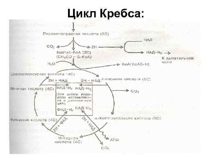 Цикл кребса понятно простыми словами