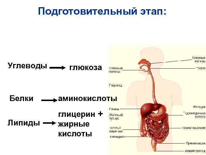 Подготовительный этап: Углеводы глюкоза Белки аминокислоты Липиды глицерин + жирные кислоты 