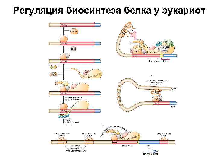 Биосинтез прокариот. Схема регуляции биосинтеза белка у эукариот. Схема регуляции белкового синтеза у эукариот. Схема регуляции синтеза белка у эукариот. Регуляция транскрипции и трансляции у эукариот.
