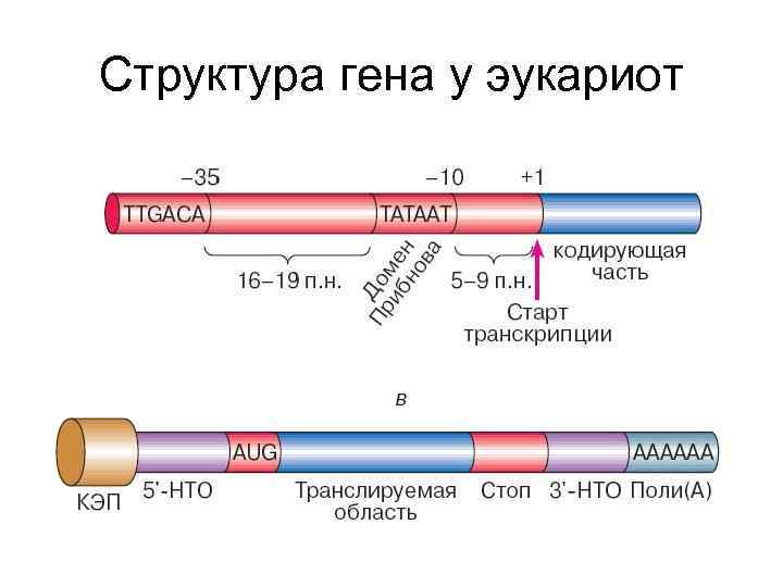 Структурные гены