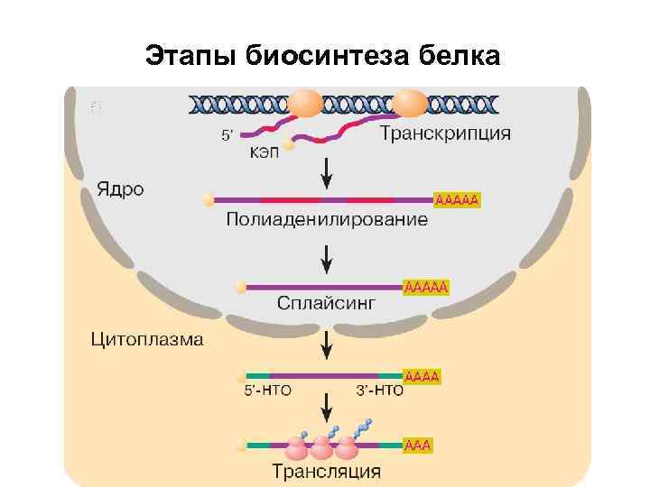 Пластический обмен биосинтез белков презентация