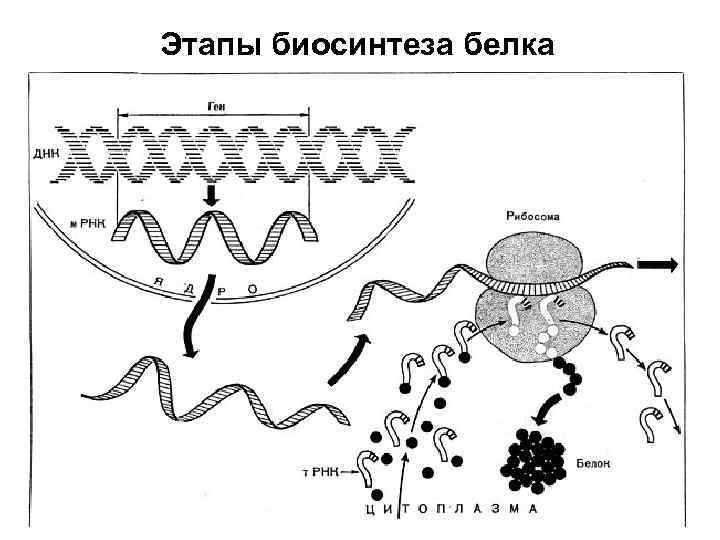 Этапы биосинтеза белка 