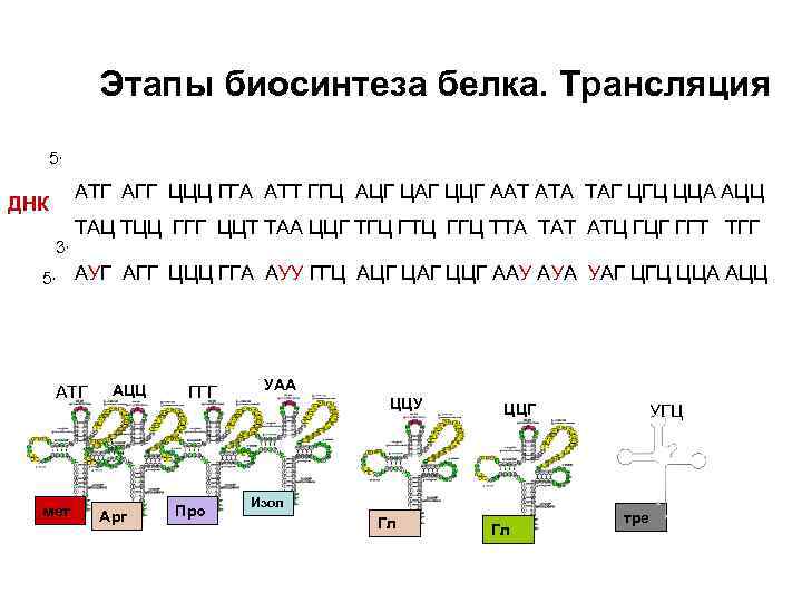 Этапы биосинтеза белка. Трансляция 5, АТГ АГГ ЦЦЦ ГГА АТТ ГГЦ АЦГ ЦАГ ЦЦГ