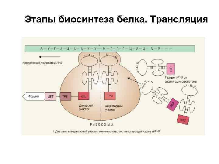 Пластический обмен биосинтез белков презентация