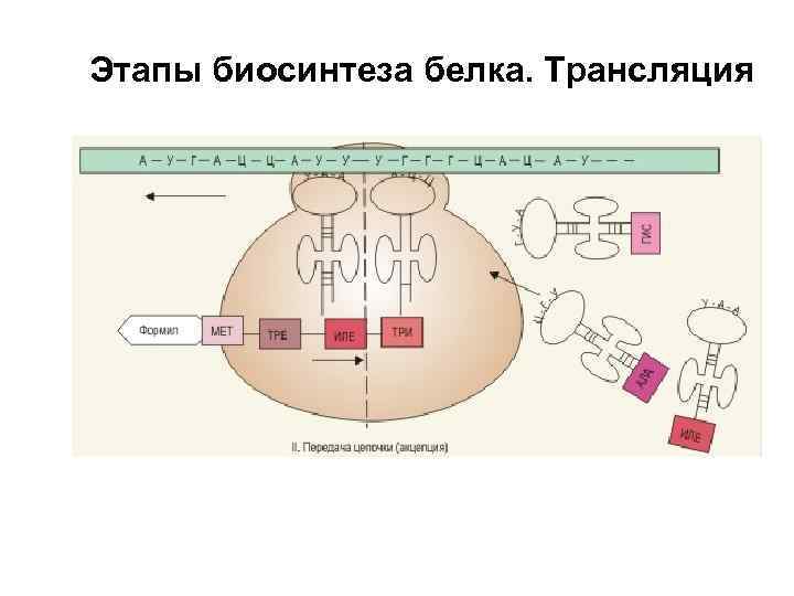 Биосинтез белка схема егэ биология