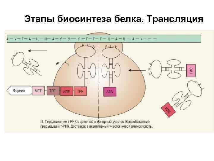 Установите соответствие между характеристиками и процессами обозначенными на схеме биосинтеза белка