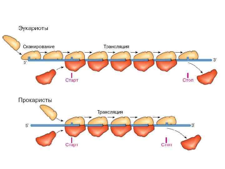 Особенности трансляции у эукариот