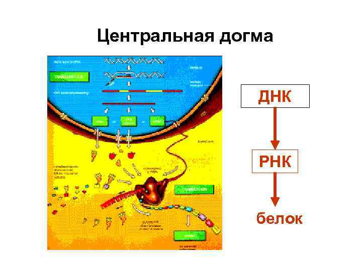 Пластический обмен белка. Суть пластического обмена белки. Пластический обмен включает Синтез белка.