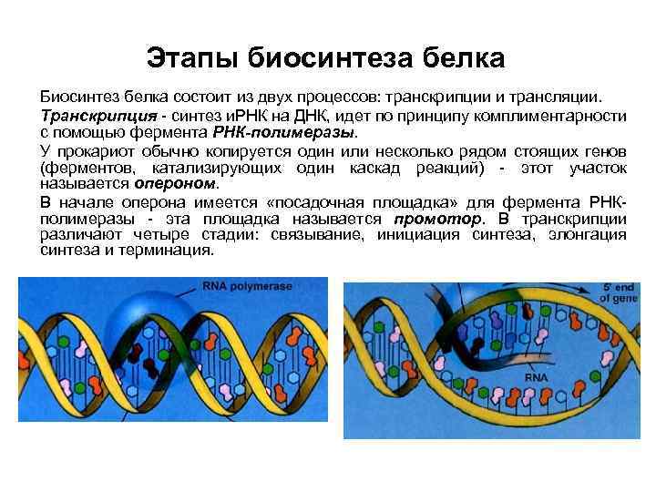 Укажите этапы синтеза белка