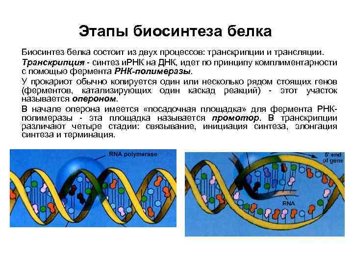 Синтез белка фаза