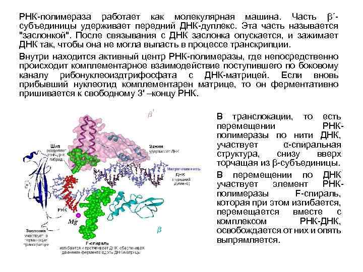 Регуляция транскрипции и трансляции в клетке и организме урок 10 класс презентация