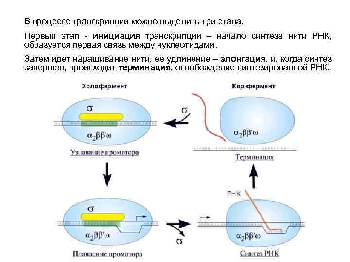 Схема транскрипции и трансляции