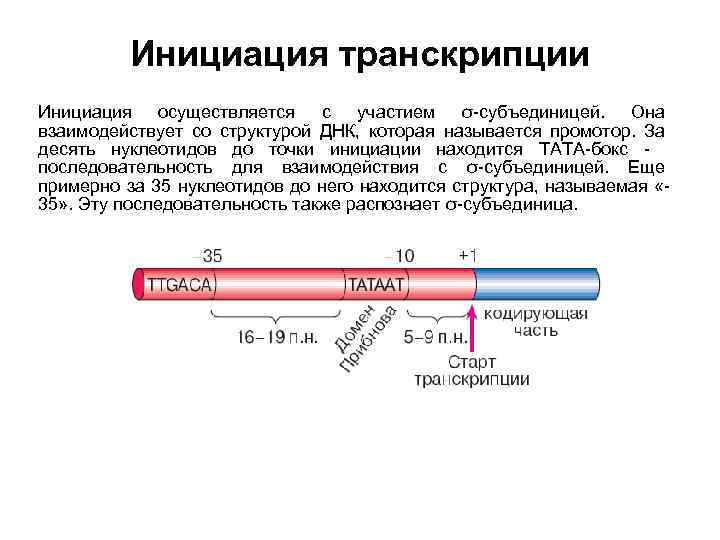 Инициация транскрипции Инициация осуществляется с участием σ-субъединицей. Она взаимодействует со структурой ДНК, которая называется