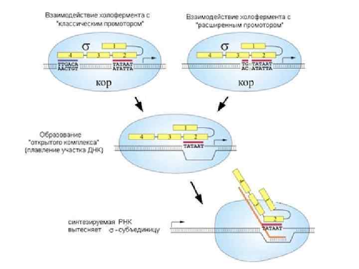 Инициация синтез. Схема инициации транскрипции. Точка инициации транскрипции это. Транскрипция биохимия схема. Общая схема трансляции.