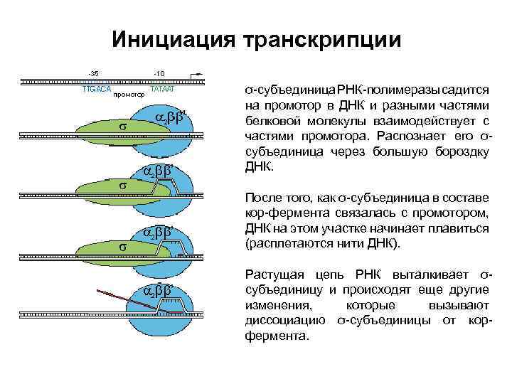 Контур инициация. Инициация транскрипции. Этапы транскрипции инициация. Инициация это в биологии транскрипция. Транскрипция РНК инициация.