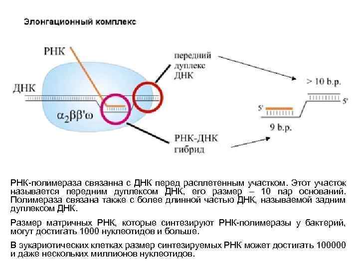 Транскрипция схема ферменты