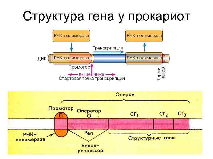 Изменение строения генов