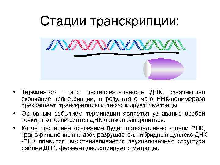 Стадии транскрипции: • Терминатор – это последовательность ДНК, означающая окончание транскрипции, в результате чего