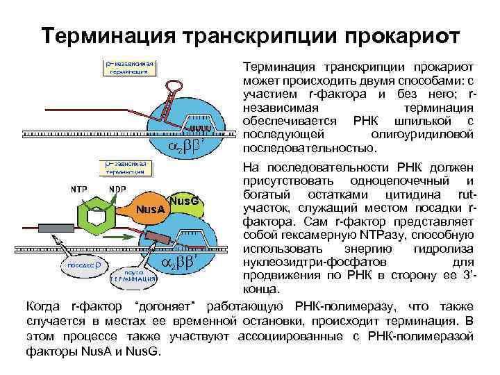 Терминация у эукариот. Терминация трансляции прокариот. Механизм транскрипции прокариот инициация элонгация терминация. Биосинтез белка трансляция терминация. Стадия терминации синтеза белка.