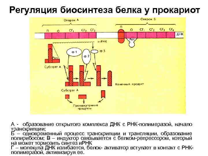 Биосинтез белка прокариот и эукариот. Схема регуляции синтеза белка у прокариот. Регуляция синтеза белка на уровне оперона. Механизм регуляции синтеза белка у прокариот схема. Схемы: трансляция. Регуляция синтеза белка.