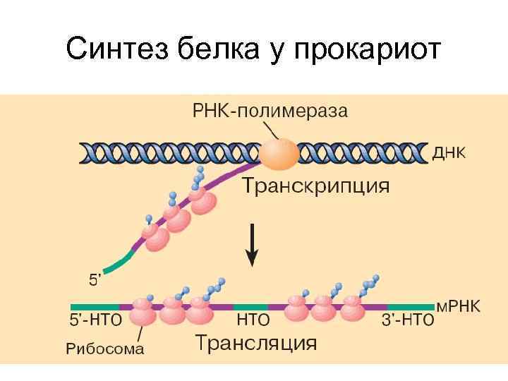 Синтез вирусного белка