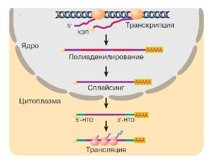 Этапы транскрипция трансляция