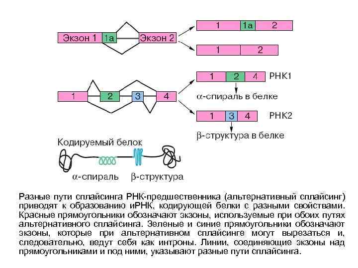 Гены кодирующие рнк. Биосинтез белка сплайсинг. Транскрипция трансляция сплайсинг. Регуляция транскрипции и трансляции у эукариот 10 класс. Сплайсинг РНК.