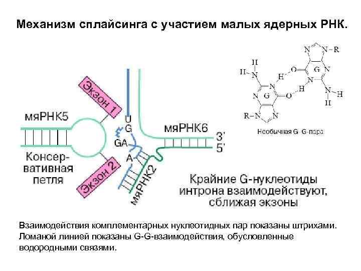 Механизм сплайсинга с участием малых ядерных РНК. Взаимодействия комплементарных нуклеотидных пар показаны штрихами. Ломаной