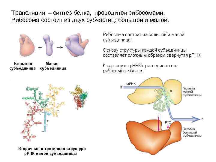 Трансляция синтез белка. Синтез пептида на рибосоме. Функции белков в Синтез белка на рибосомах. Трансляция это Синтез белка на рибосомах. Структурные основы белкового синтеза..