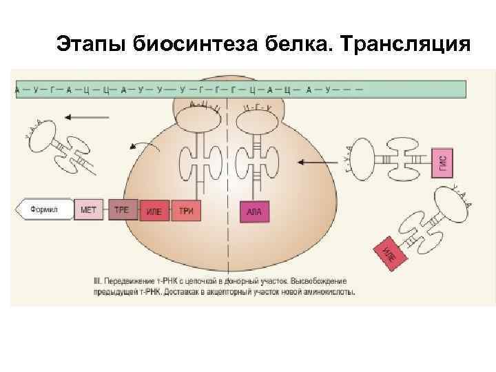 Схема биосинтеза белка 10 класс