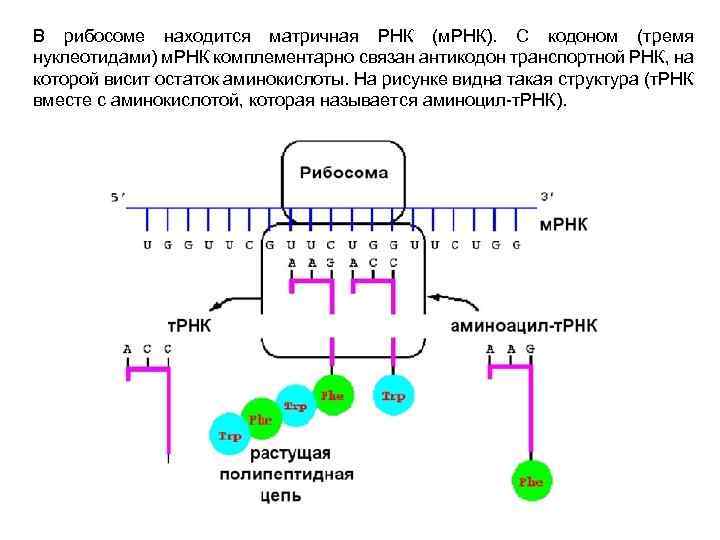 Регуляция действия генов и биосинтез белка схема жакоба и моно