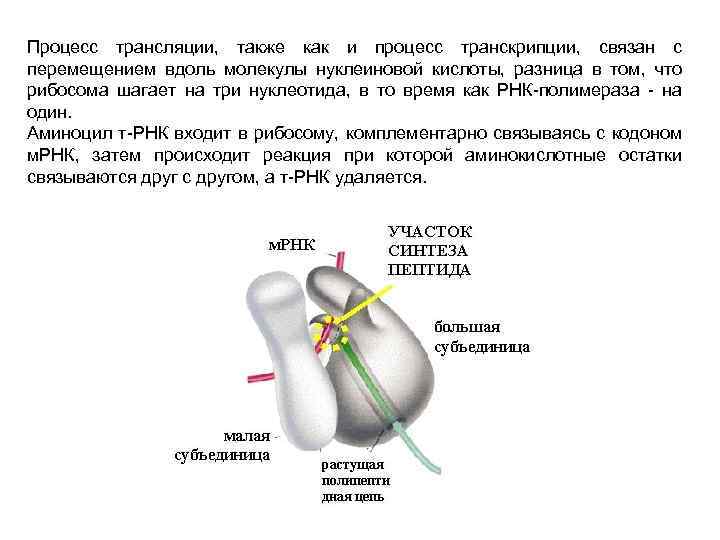 Трансляция происходит