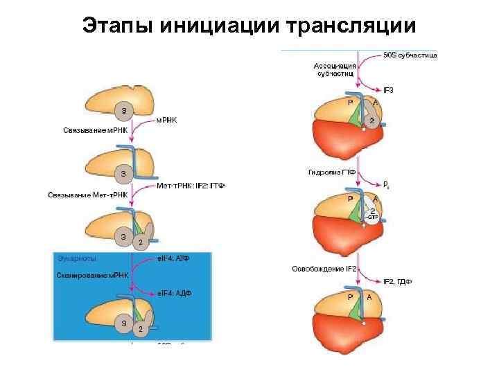 Регуляция белка