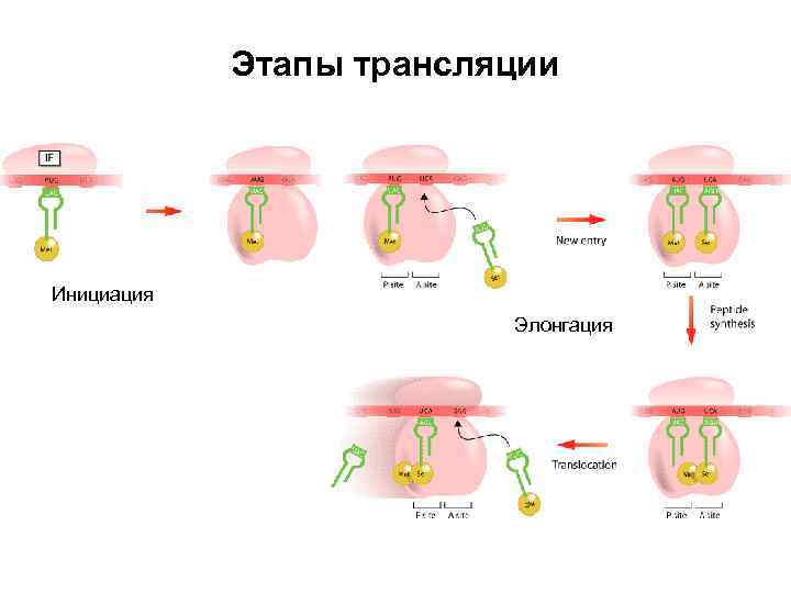 Инициация элонгация