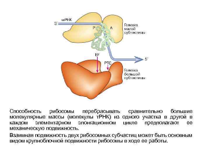 Способность рибосомы перебрасывать сравнительно большие молекулярные массы (молекулы т. РНК) из одного участка в