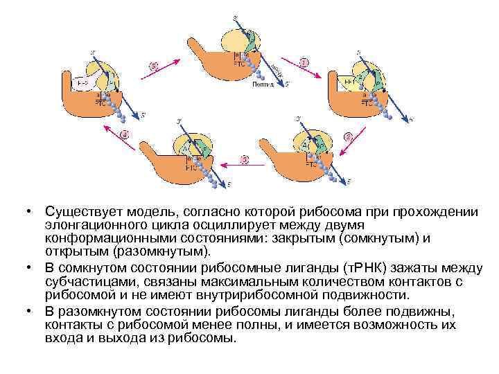  • Существует модель, согласно которой рибосома при прохождении элонгационного цикла осциллирует между двумя