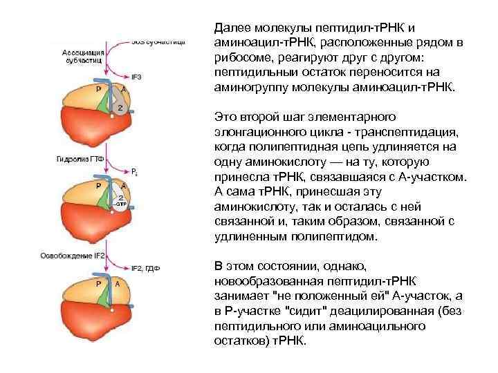 Далее молекулы пептидил-т. РНК и аминоацил-т. РНК, расположенные рядом в рибосоме, реагируют друг с