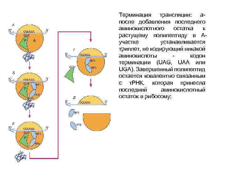 Терминация трансляции: апосле добавления последнего аминокислотного остатка к растущему полипептиду в Аучастке устанавливается триплет,
