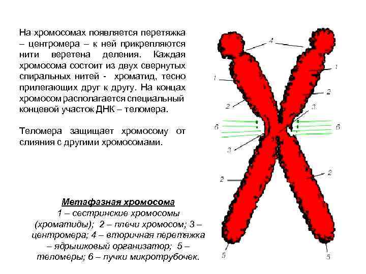 Каждая хромосома состоит. Хромосомы, в которых центромера в центре:. Расположение центромеры в хромосоме. Центромера делит хромосому на. Типы хромосом рисунок.